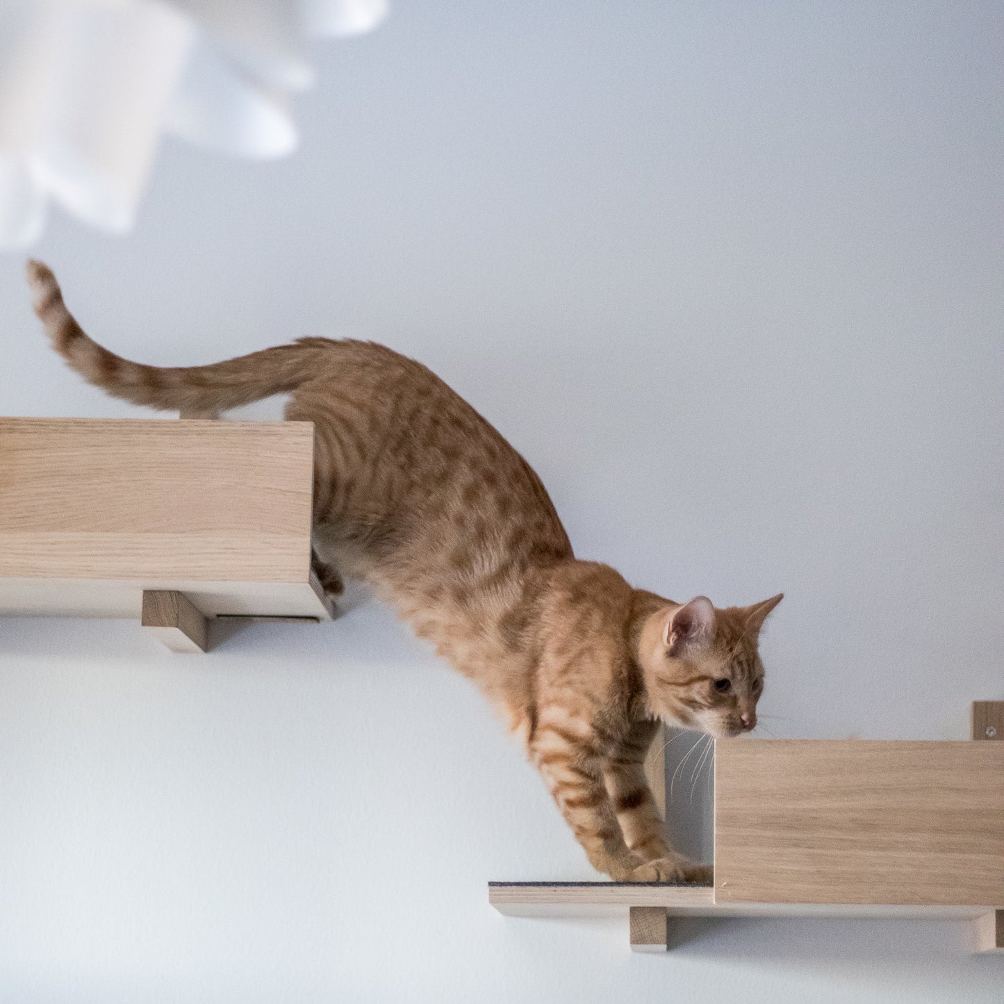 kissapuu kissan seinahyllyt cat wall shelves