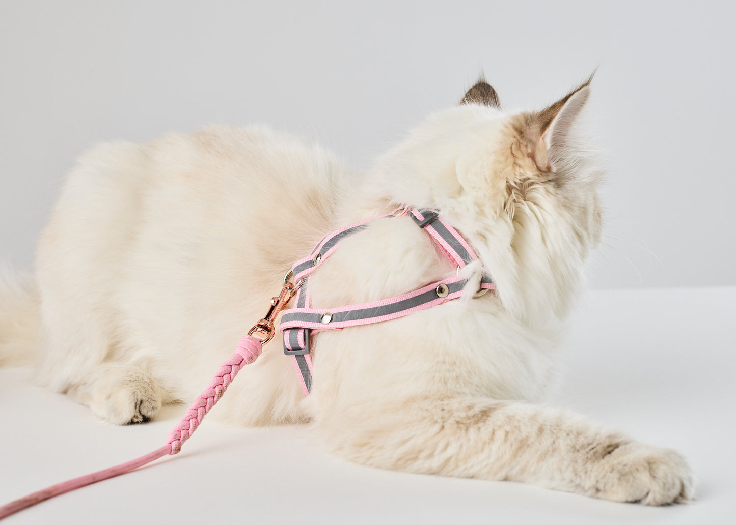 Kissapuu_kissan_valjaat_cat_harness
