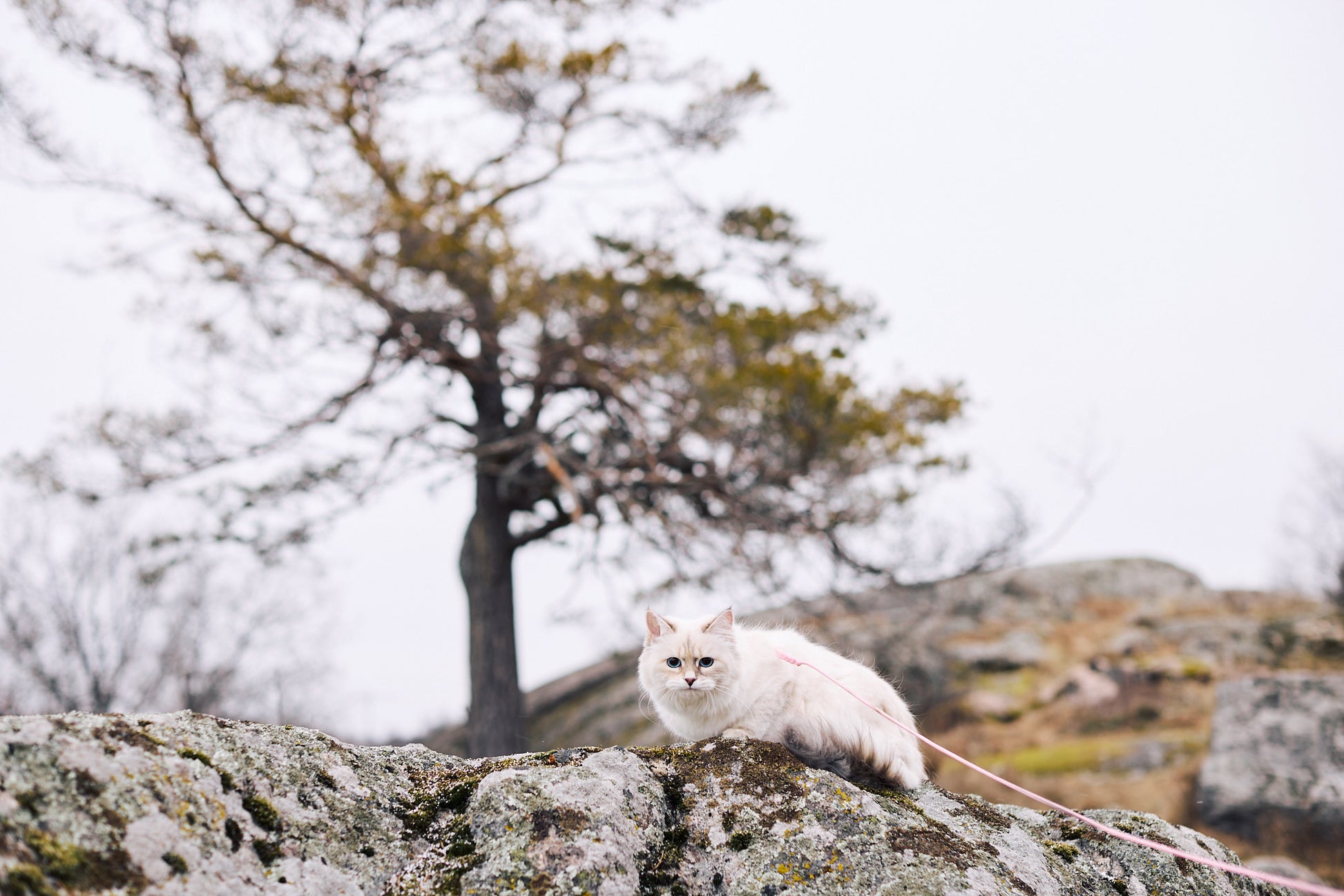 kissapuu_outdoor_activities_with_your_cat_ulkoilu_kissan_kanssa