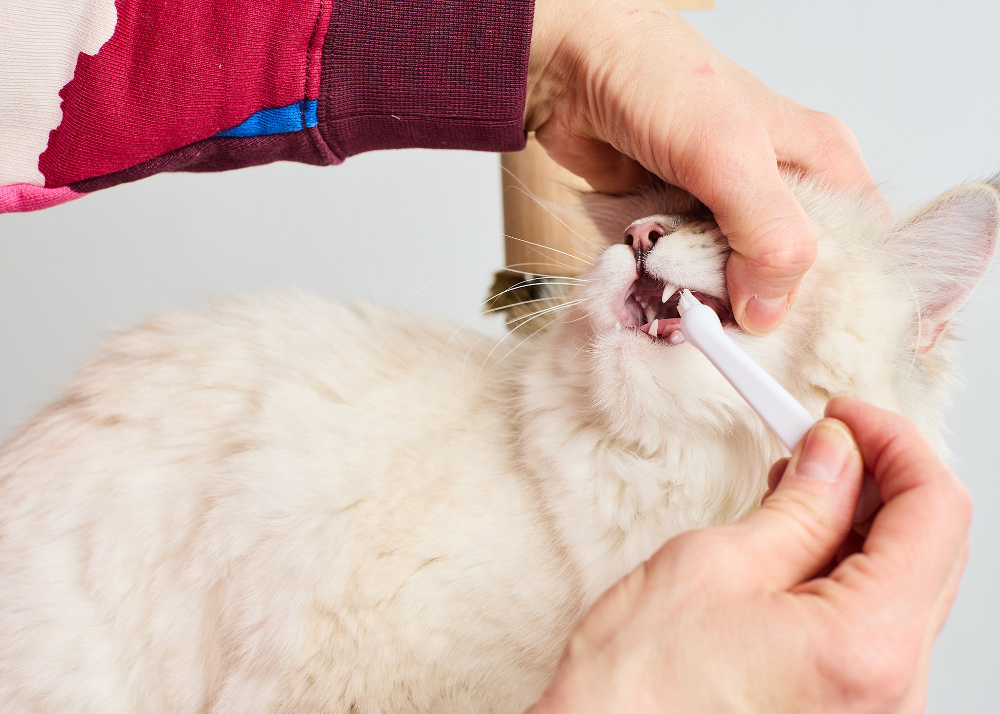 Brushing_cat_teeth_kissan_hampaiden_harjaus