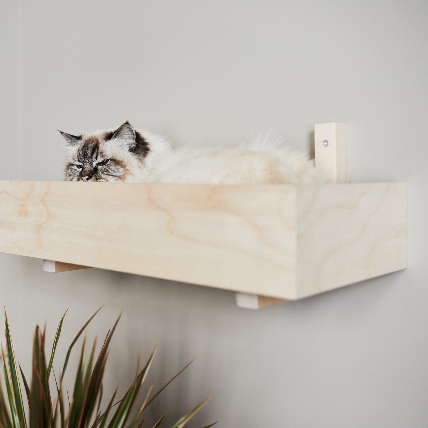 KISSAPUU_cat_wall_shelf_kissan_seinahylly