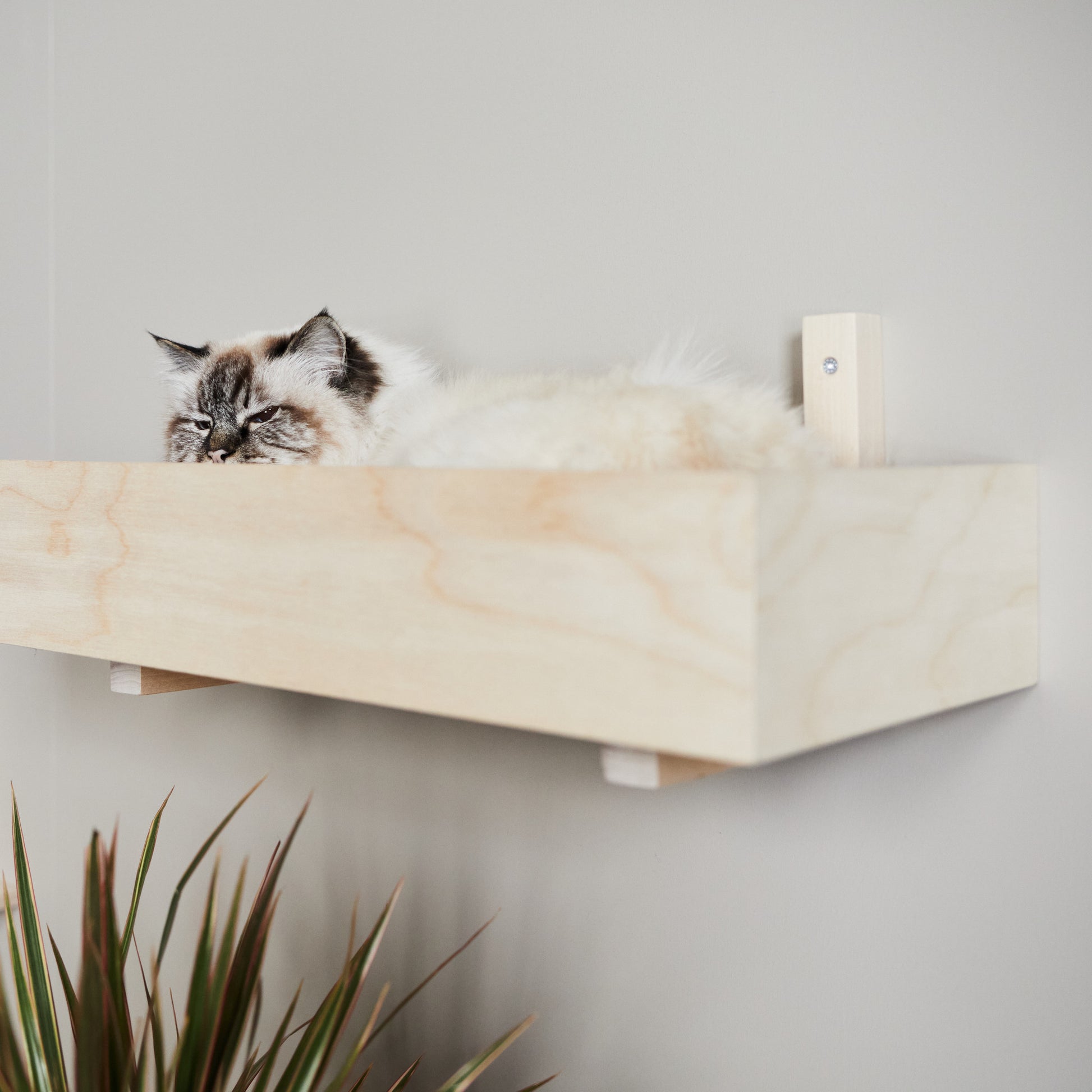 KISSAPUU_cat_wall_shelf_kissan_seinahylly