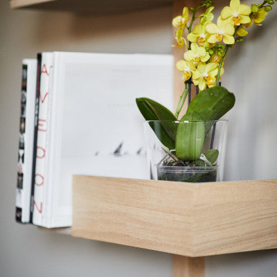KISSAPUU_cat_wall_shelf_kissan_seinakiipeily
