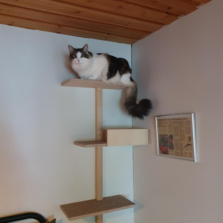 Kissapuu kissan seinahyllyt cat wall shelves