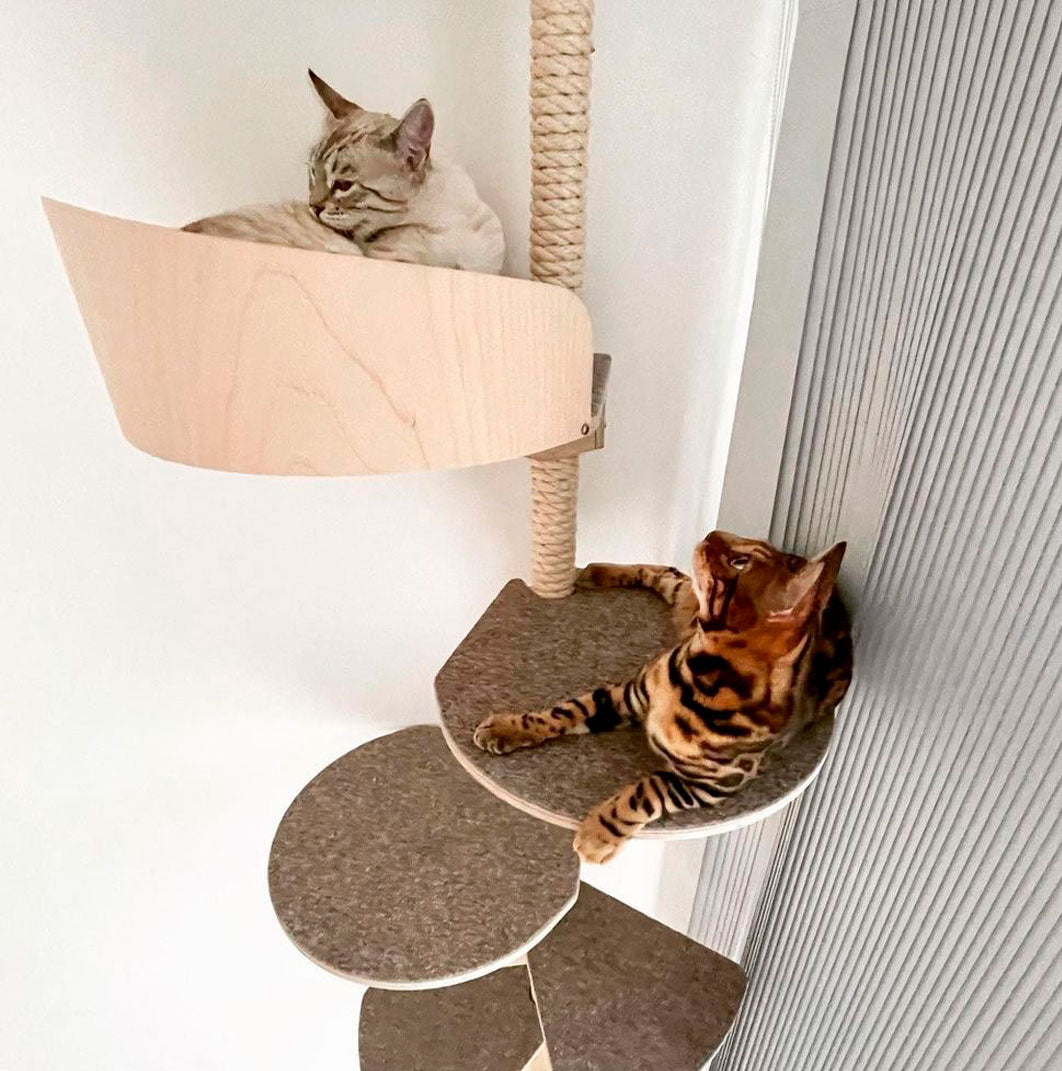 cat climbing tree kissan kiipeilypuu