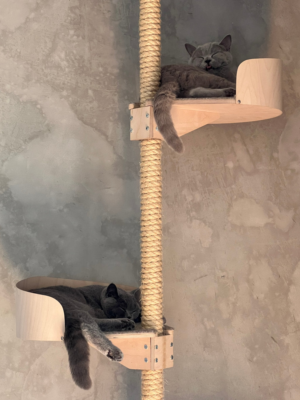 british shorthair cats brttiläinen lyhytkarvakissa kissapuu cat tree customized cat climbing tree