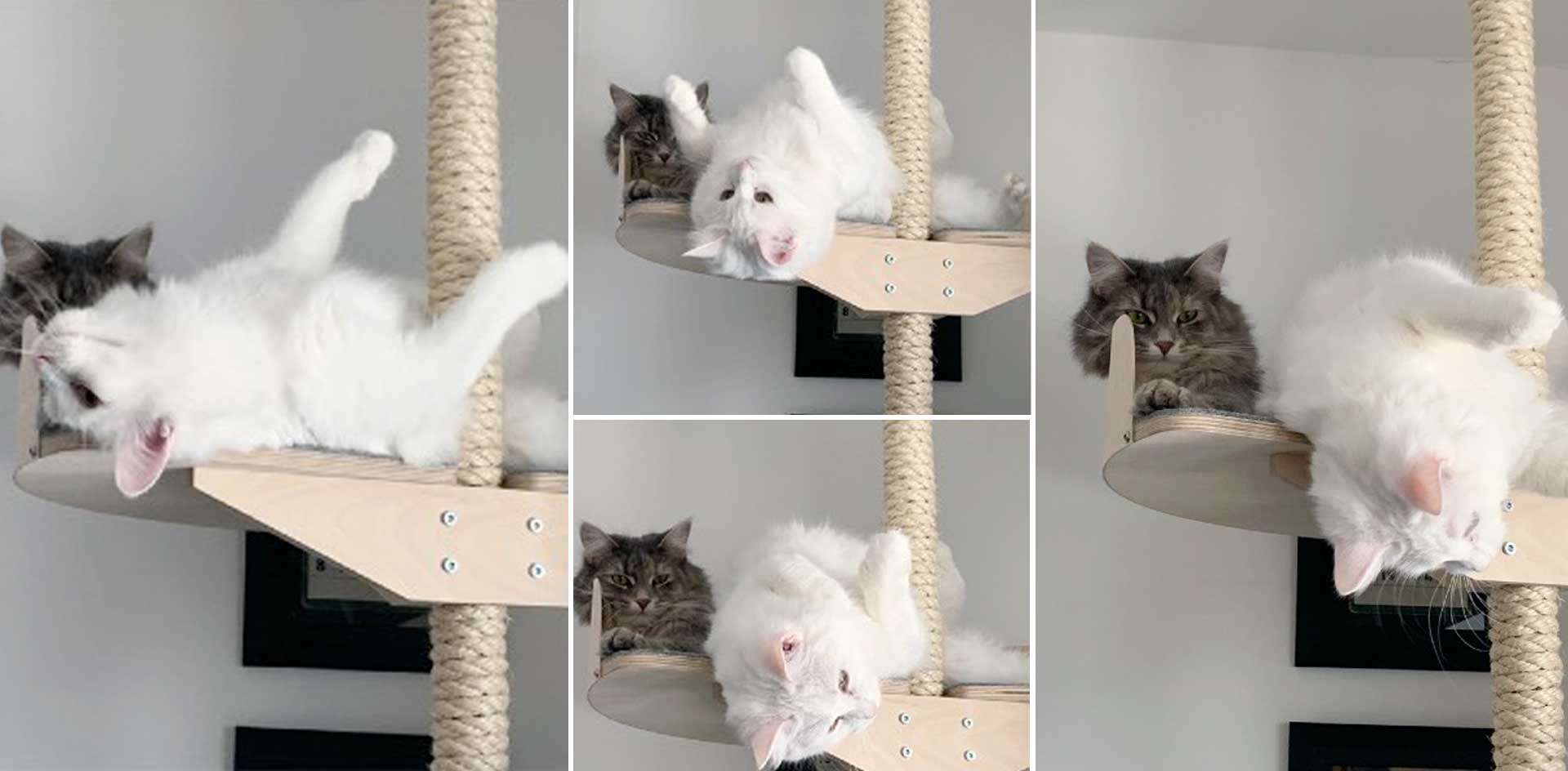 siberian cats at cat climbing tree