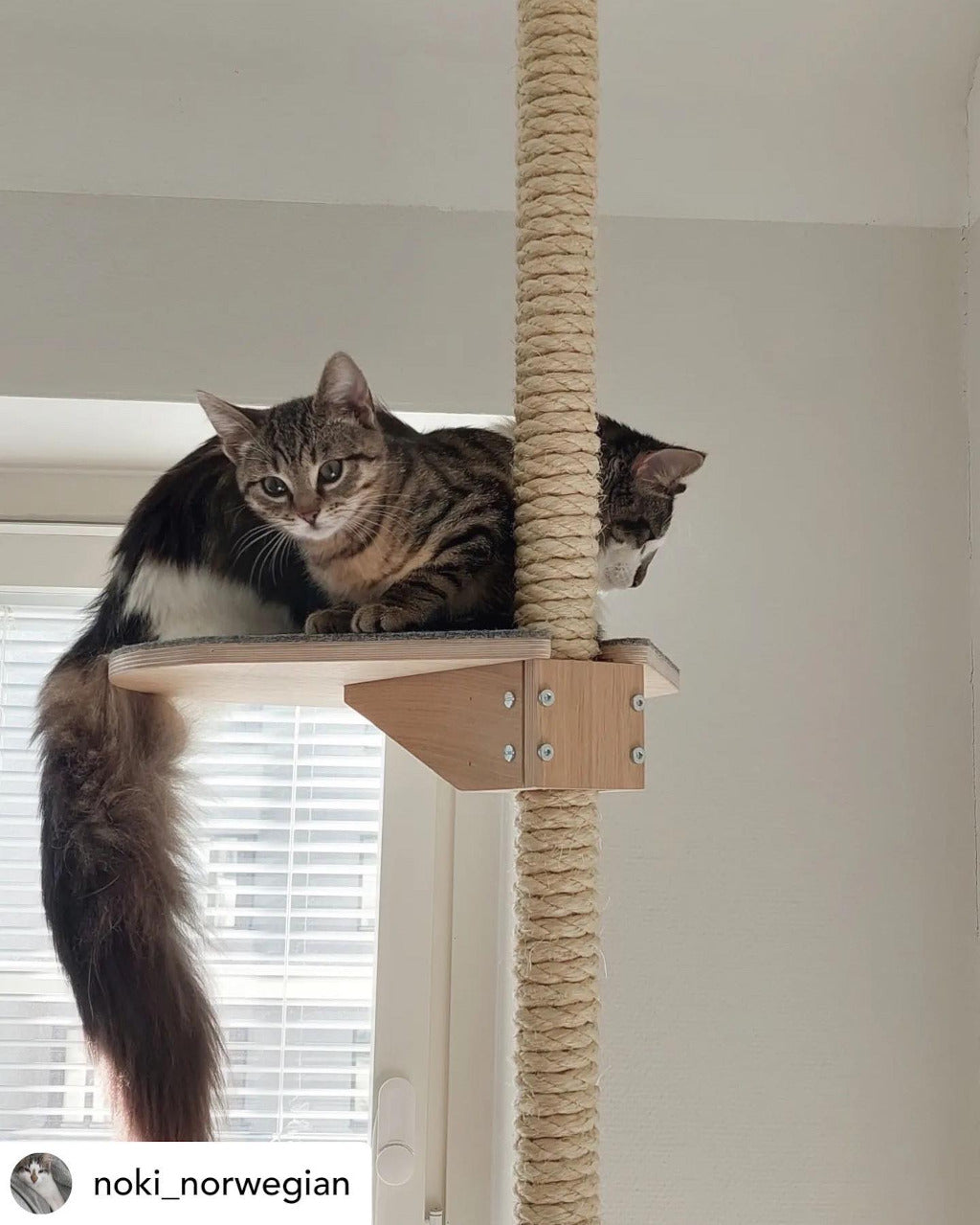 kissan kiipeilypuu isoille kissoille; kiipeilypuu usealle kissalle, tukeva kissapuu, sturdy cat tree for multiple cats, cat tree for big cats