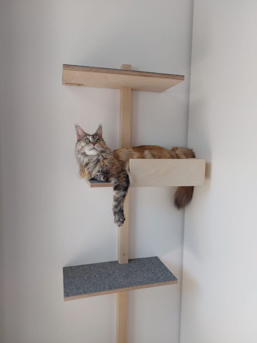 maine coon at kissapuu ladder