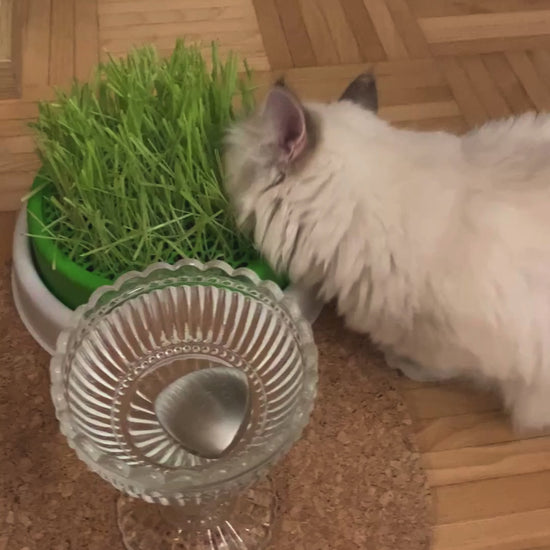 Catit_kissanruohonkasvatusalusta_catit_senses_2.0_cat_grass